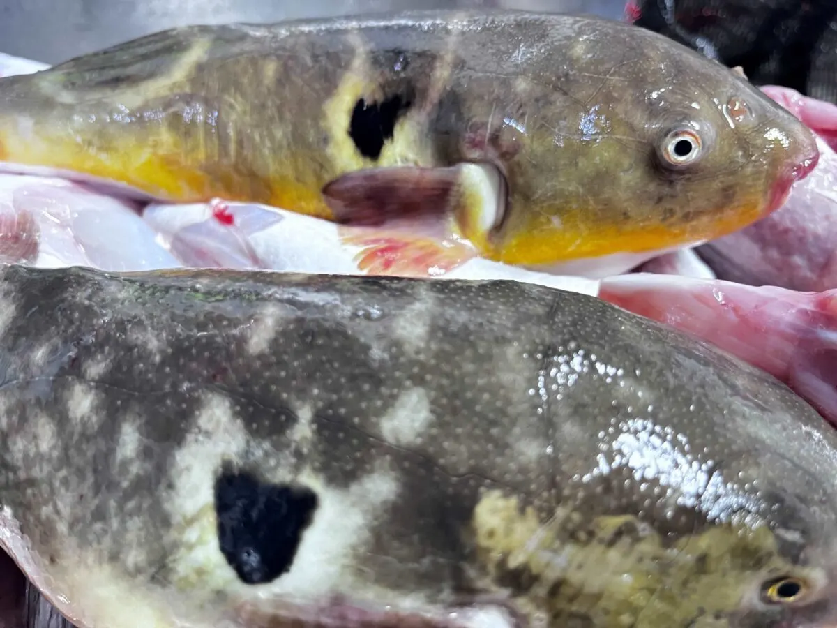 임진강 황복 작업. 황복회(1)