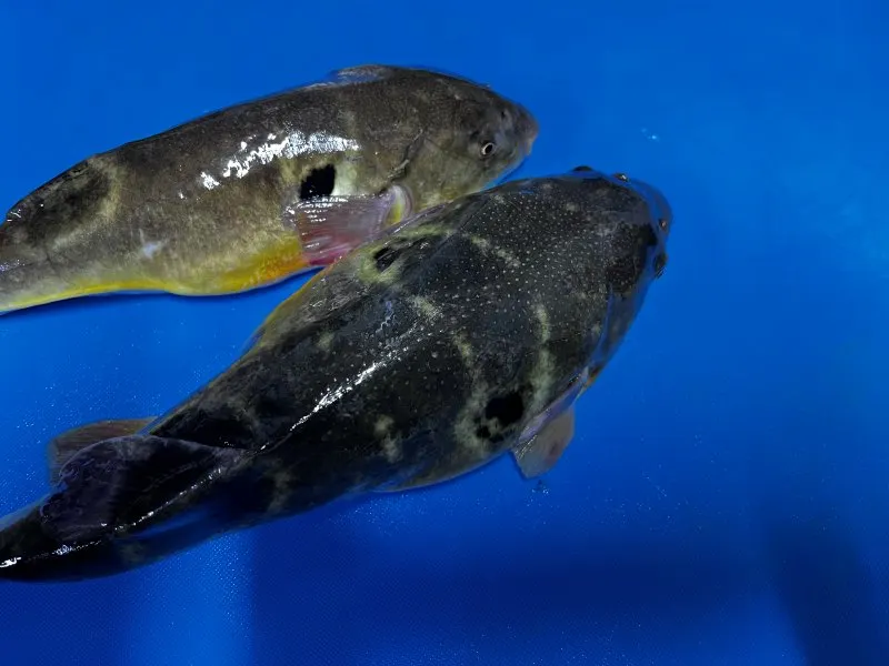 복어에는 어떤 품종이 있을까요?